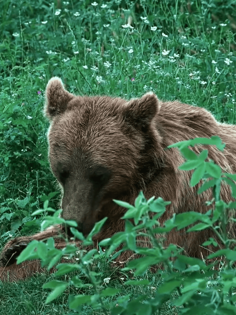Bear lying in a grassy field surrounded by green plants and flowers.