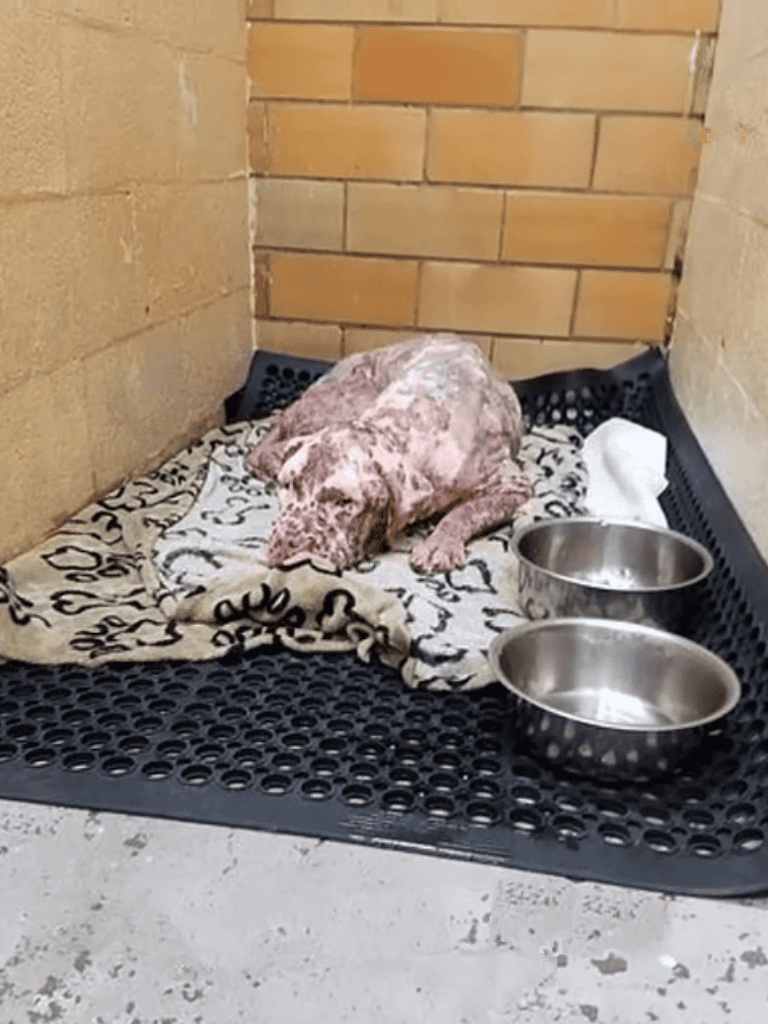 Dog rescue dog lying on bed with food bowls in shelter.