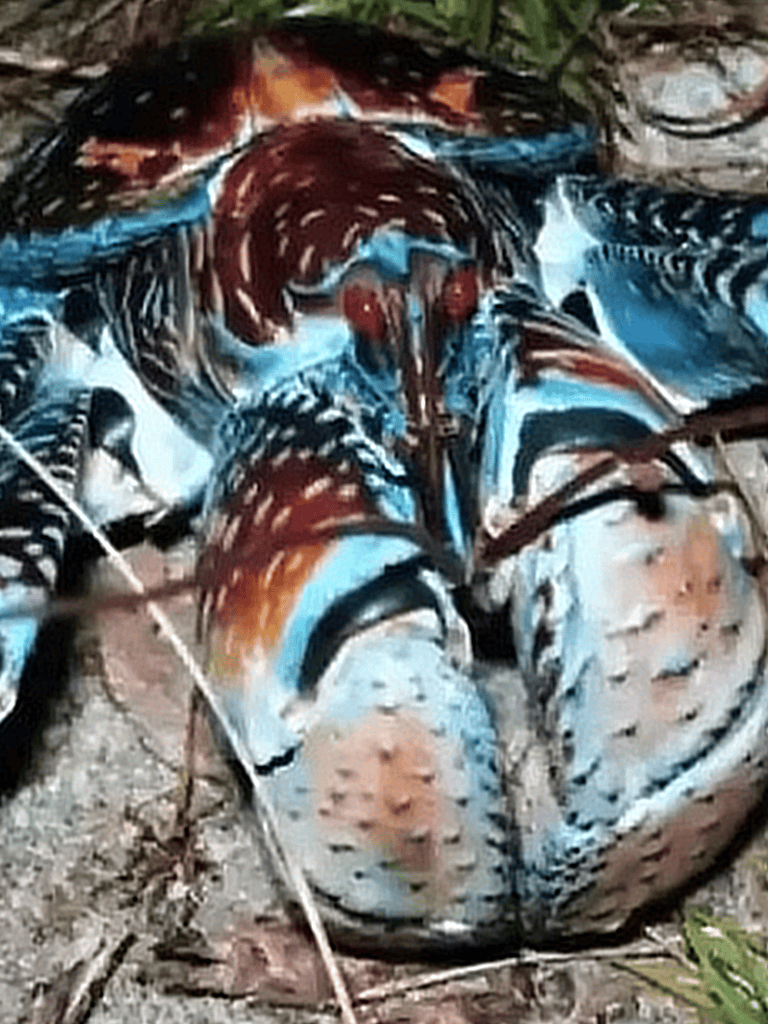 Crab with colorful, spiny shell resting on sandy terrain for marine life awareness.