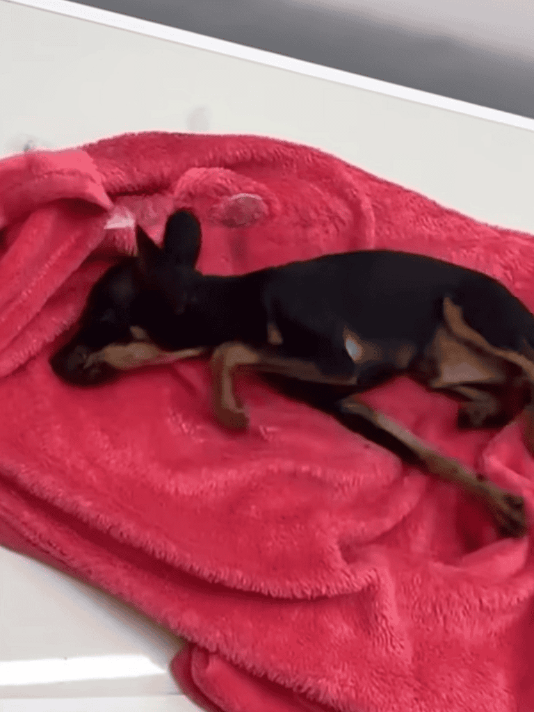 Adorable black and brown puppy peacefully sleeping on a cozy pink blanket at a dog shelter.