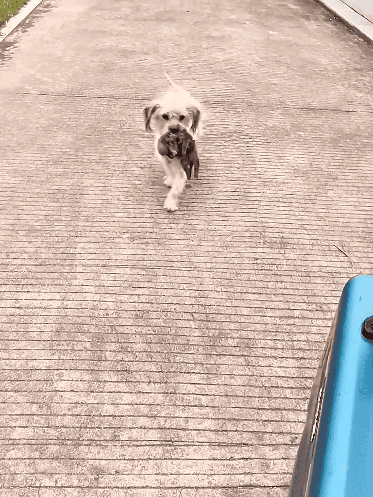 ADORABLE PUPPY CARRYING FISH CATCHING ORANGE FISH IN MOUTH.