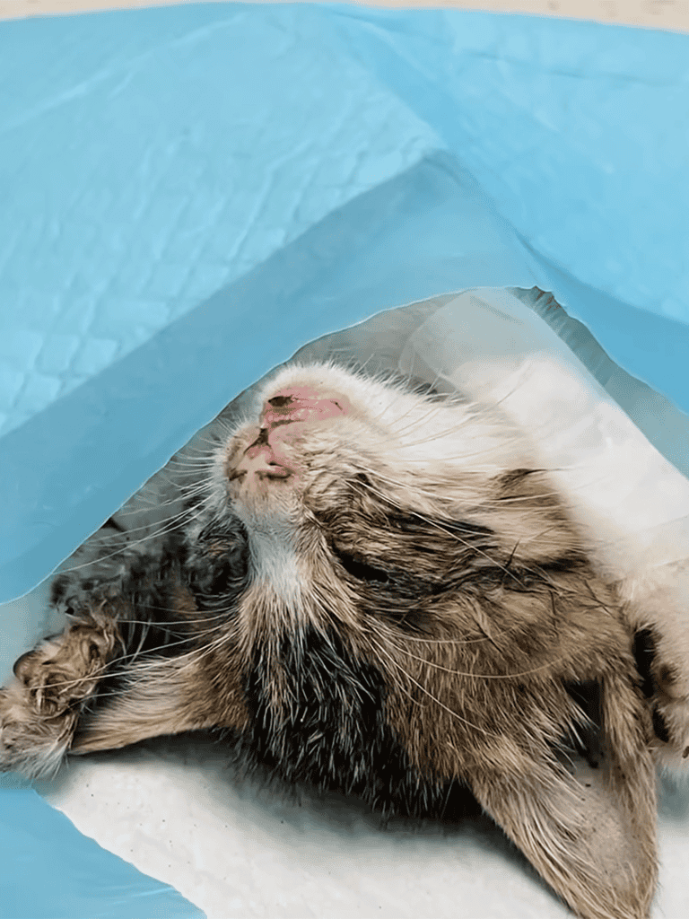 Adorable tabby kitten relaxing peacefully in a soft sleeping area.