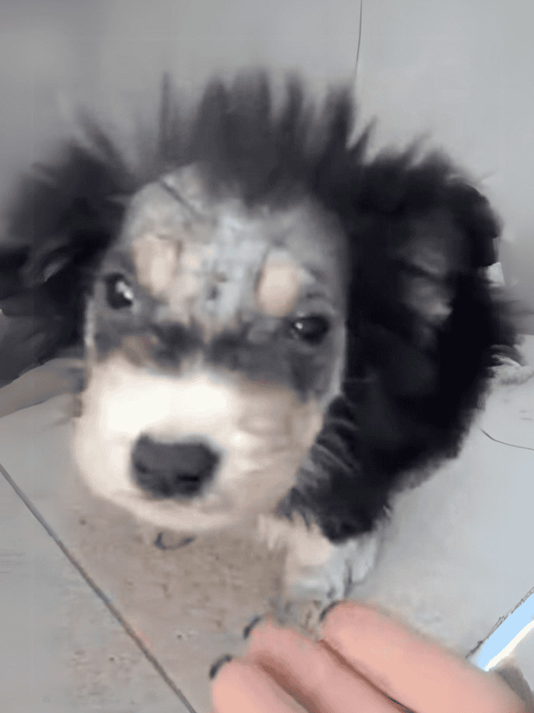 Adorable puppy with fluffy fur and expressive eyes, perfect for dog lovers.