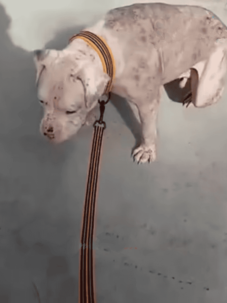 Durable dog leash for large, strong breeds, perfect for training and walks.