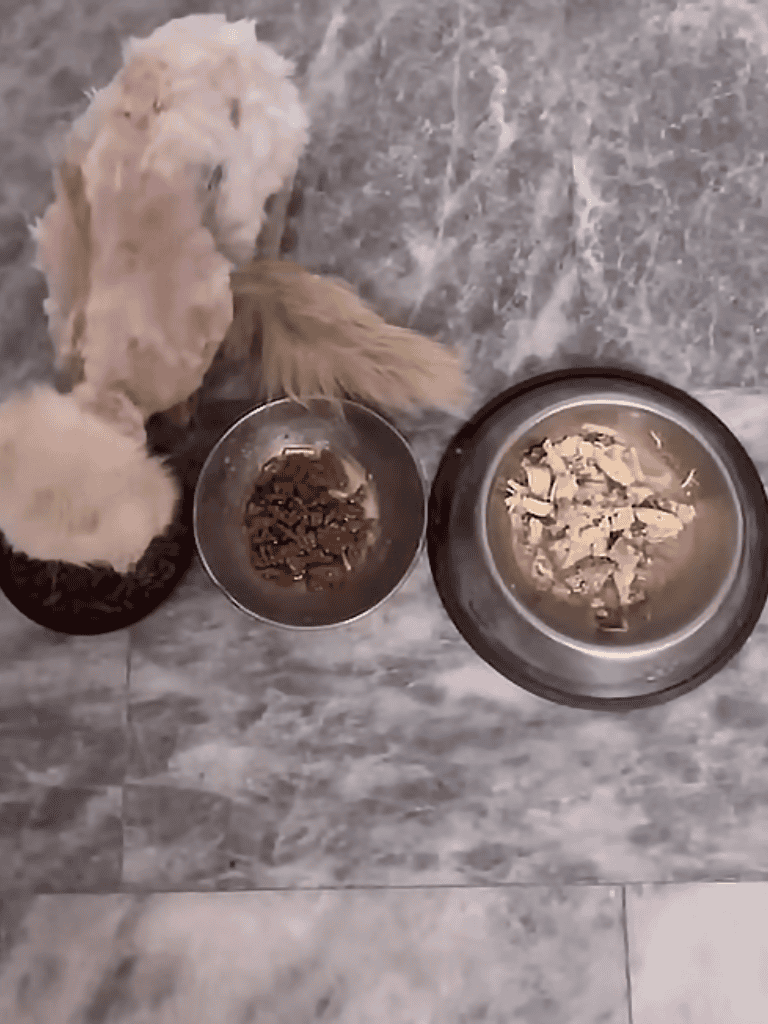 Dog feeding bowls with food and water for pet nutrition.