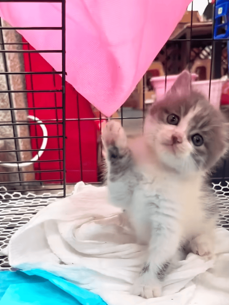Cute gray and white kitten playing in pet cage with soft bedding.
