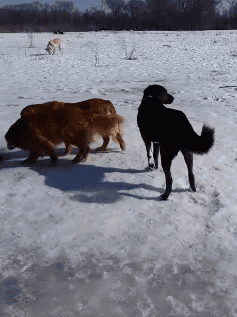 Dog jumping in snowy landscape, outdoor winter play with dogs, dog park activity.
