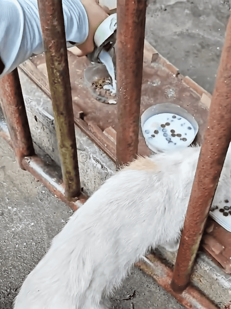 Dog eating scraps behind rusty metal bars at a shelter.