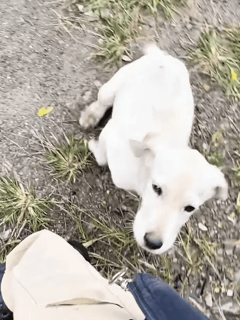 Adorable white puppy playing outdoors on a gravel path with grass and leaves.