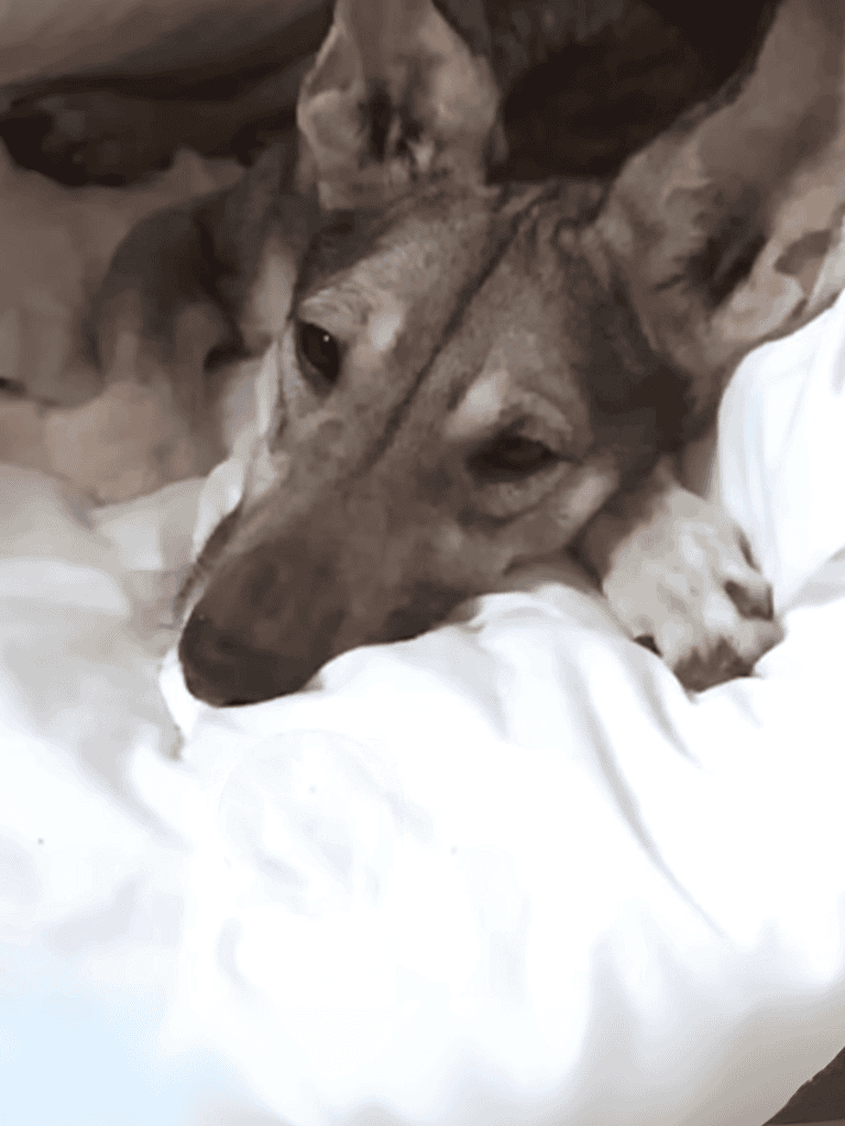 Adorable dog resting on white bed, looking peaceful, cozy, and comfortable.