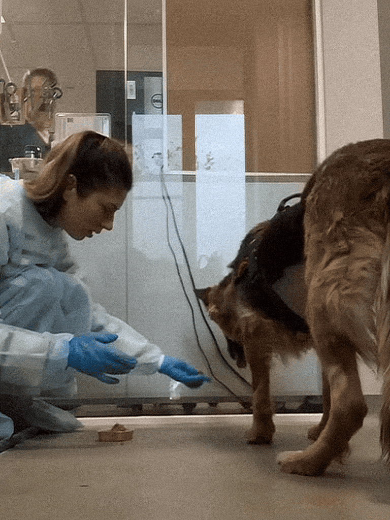 Alt text: Veterinarian in protective gear examining a dog in an animal clinic setting.