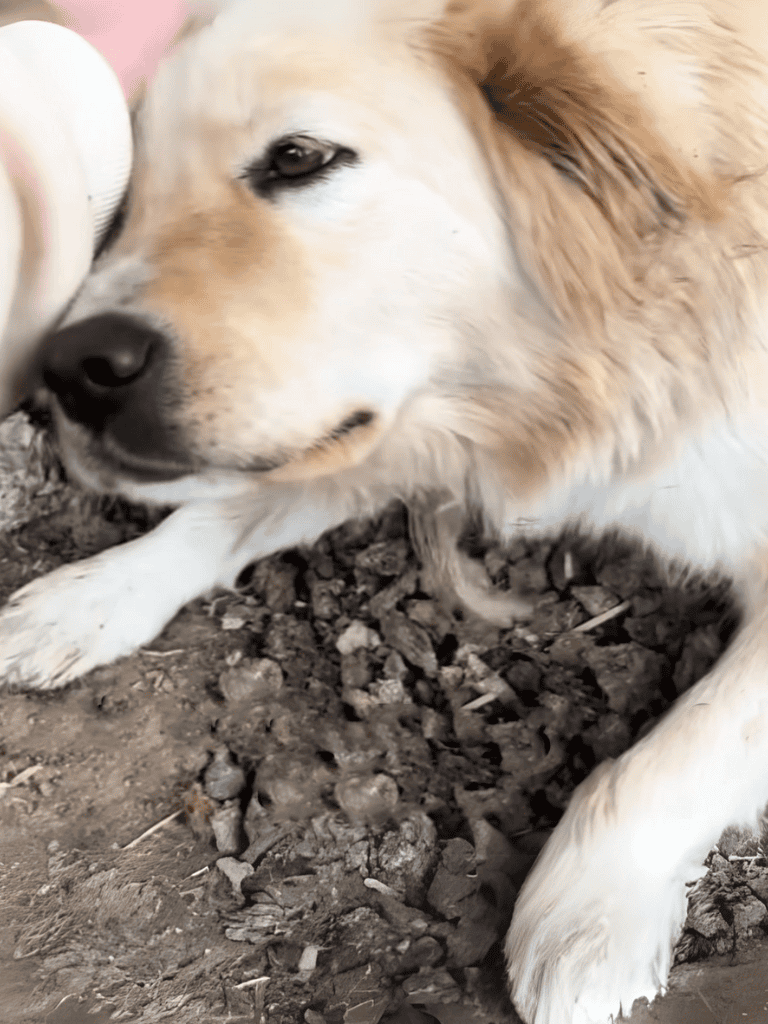 Dog relief and mineral supplementation for dogs.