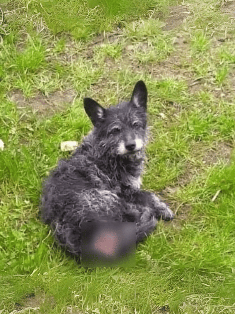 Cute puppy covered in mud lying on green grass.
