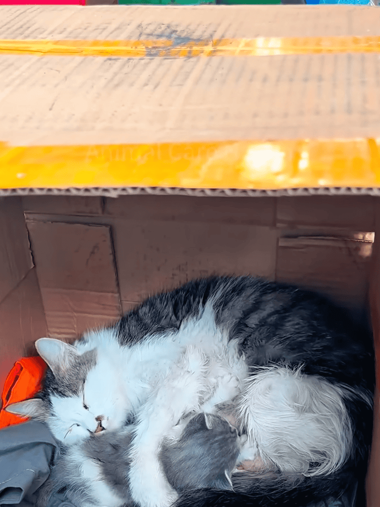 Adorable cats cuddling in cozy, warm space inside a cardboard box. Perfect for pet comfort and relaxation.