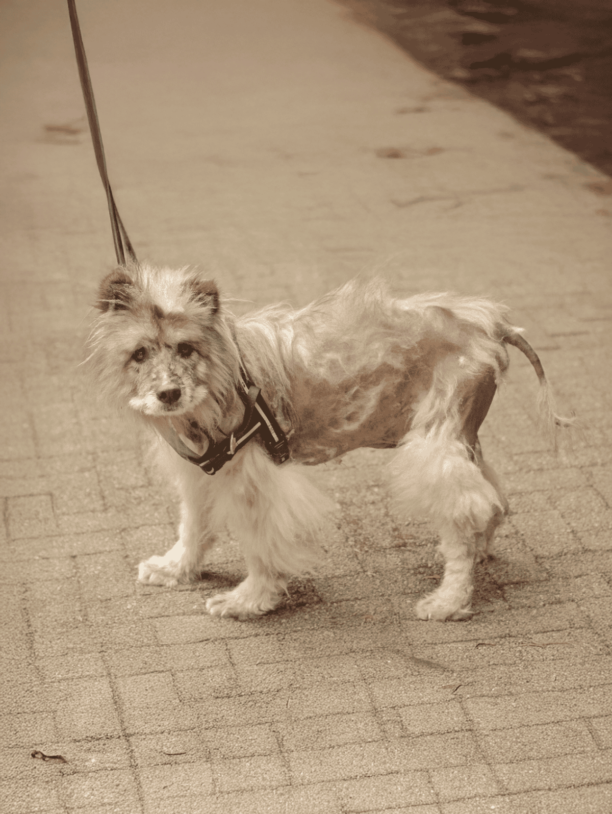 Dog on leash, partially groomed, standing on pavement, sepia color, outdoor setting.