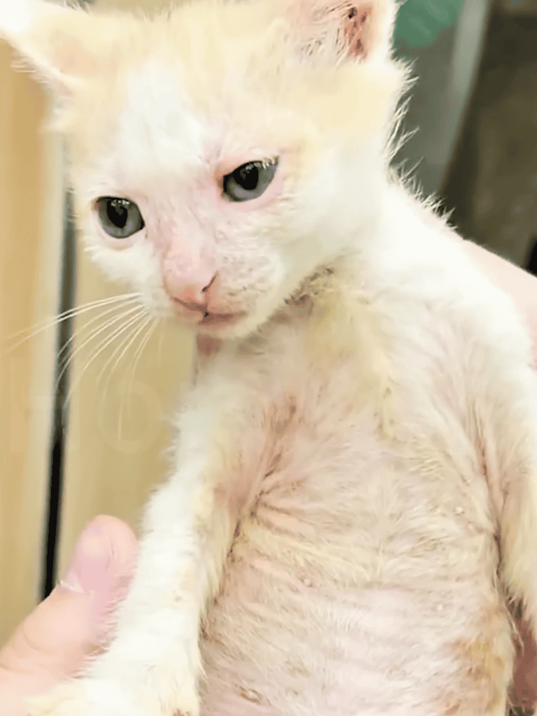 Cute white kitten for adoption, attention to health and well-being.