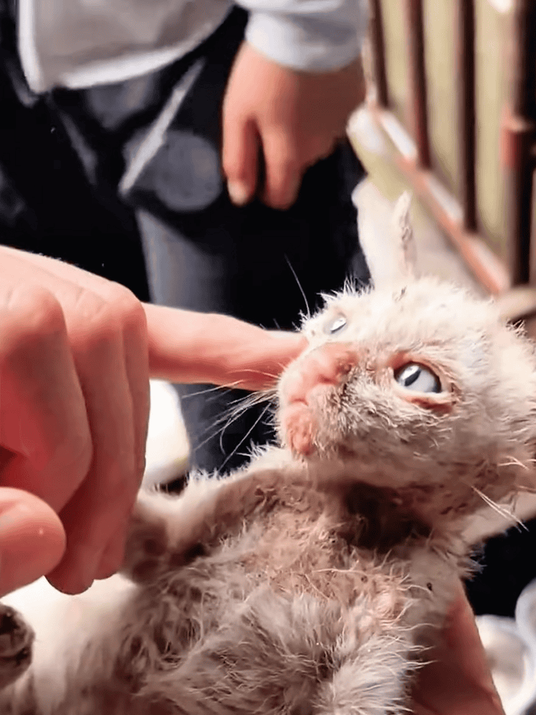 Adorable abandoned kitten being gently rescued by a caring person outdoors.