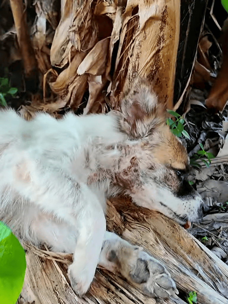 Adorable puppy sleeping peacefully outdoors among trees and foliage. Perfect for pet lovers.