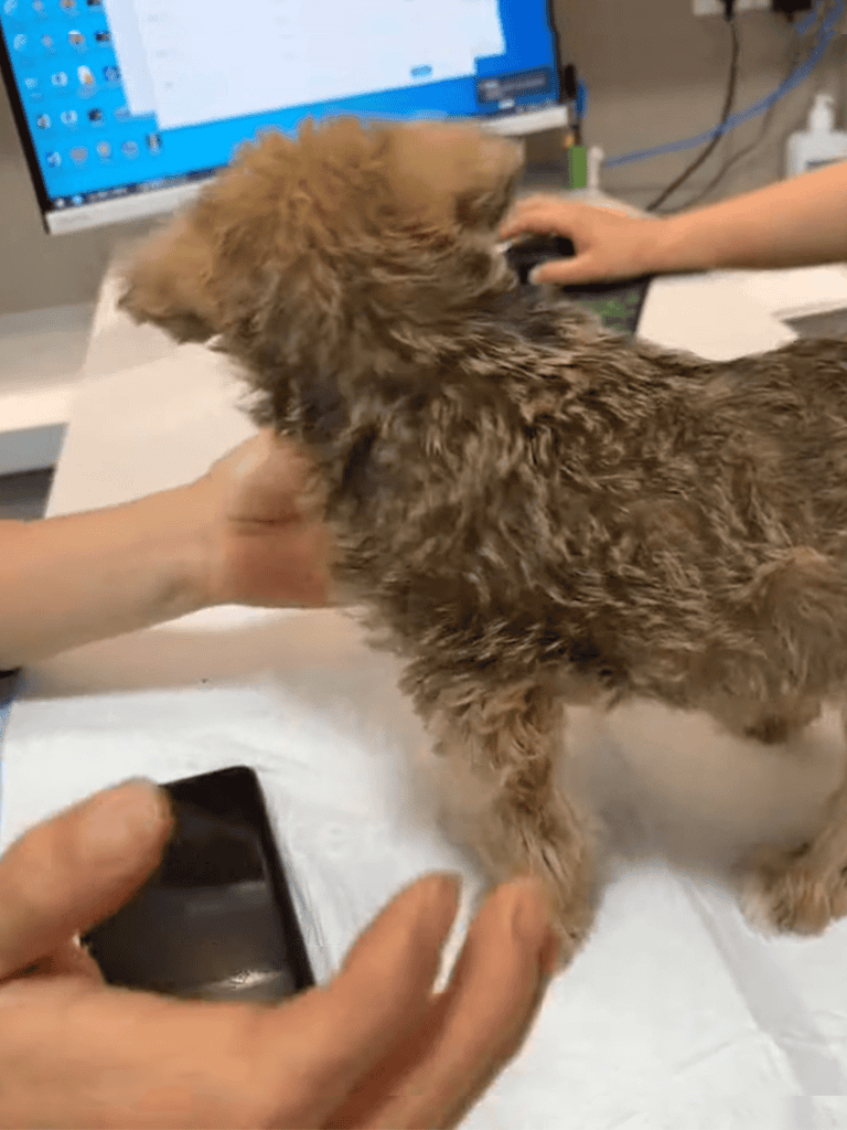 Adorable puppy receiving a health exam at the veterinarian.