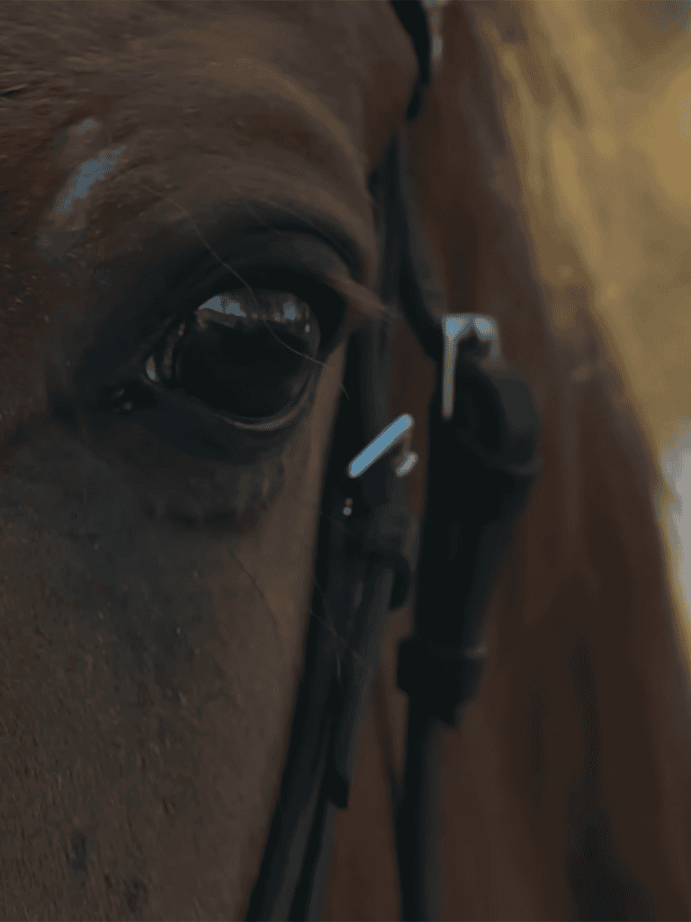 Close-up of a horse's eye with bridle, showcasing gentle expression and detailed harness.