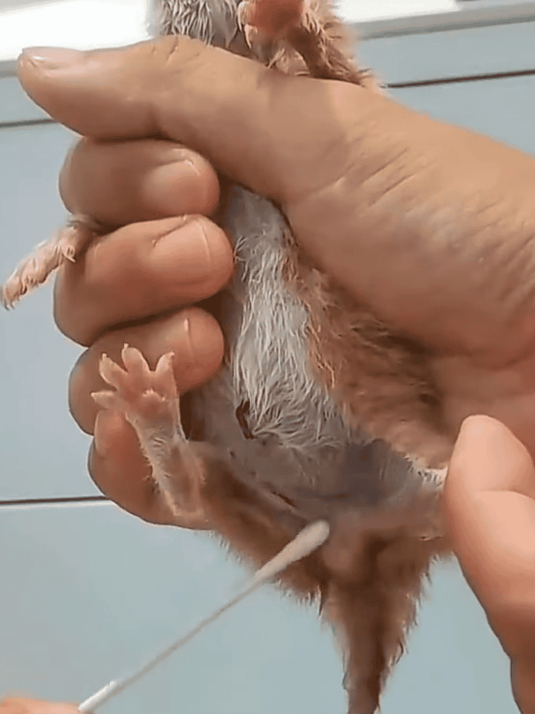 Cute small puppy receiving medical care, held gently during vaccination or sterilization procedure.