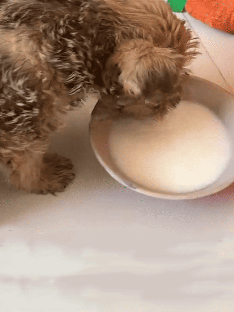Adorable puppy enjoying milk from bowl.