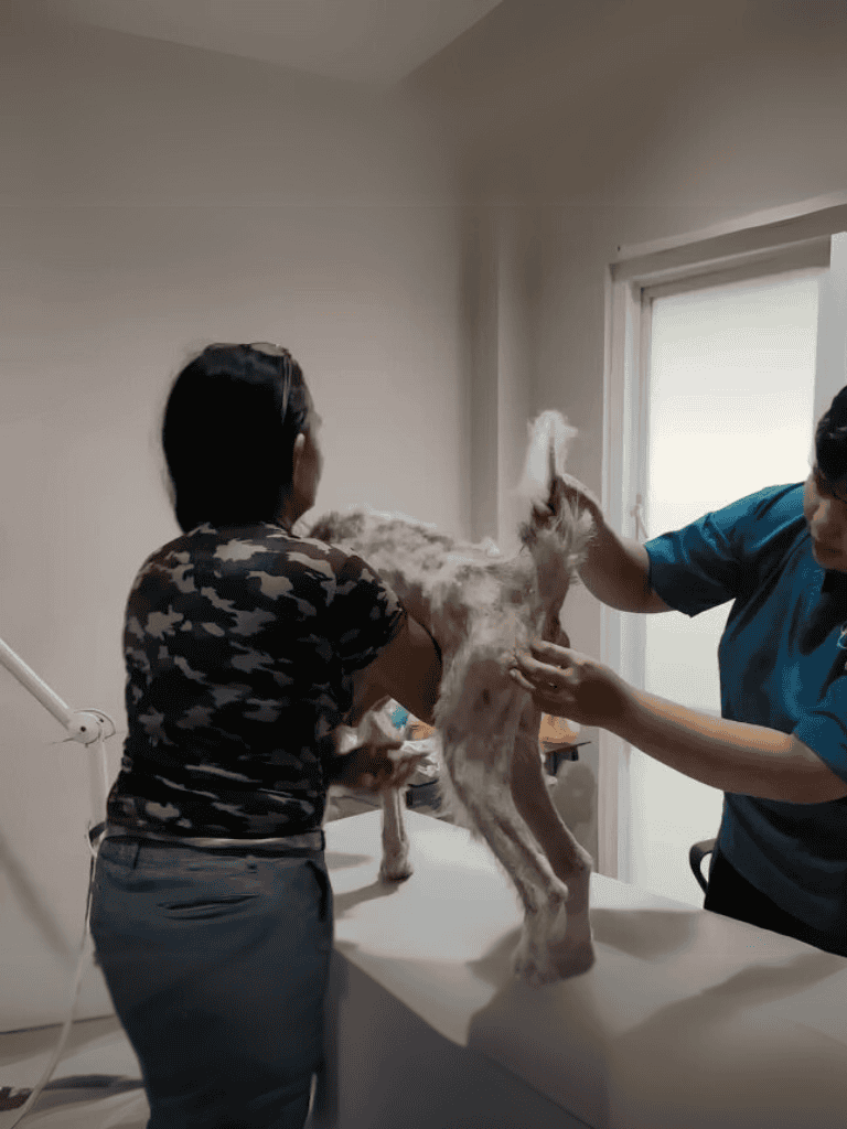 Detailed Alt text for vet dog grooming.