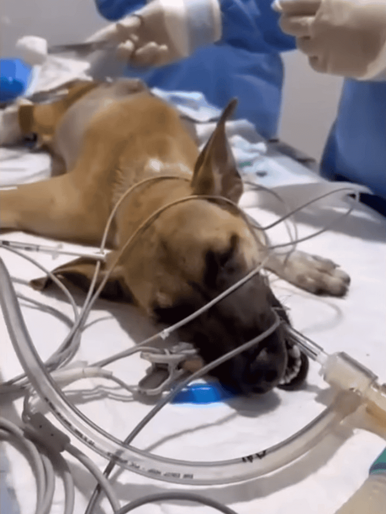 Dog receiving emergency veterinary treatment with IV fluids and monitoring.