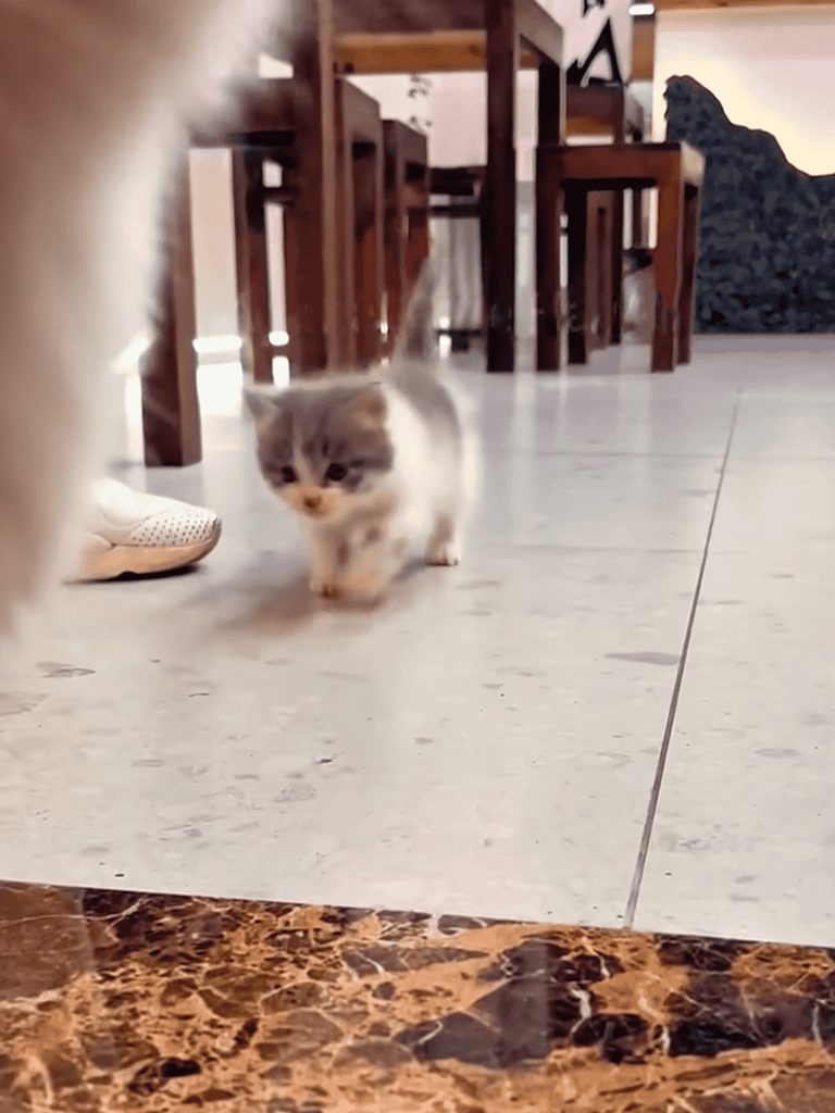 Cute gray and white kitten walking on tile floor in cozy home.