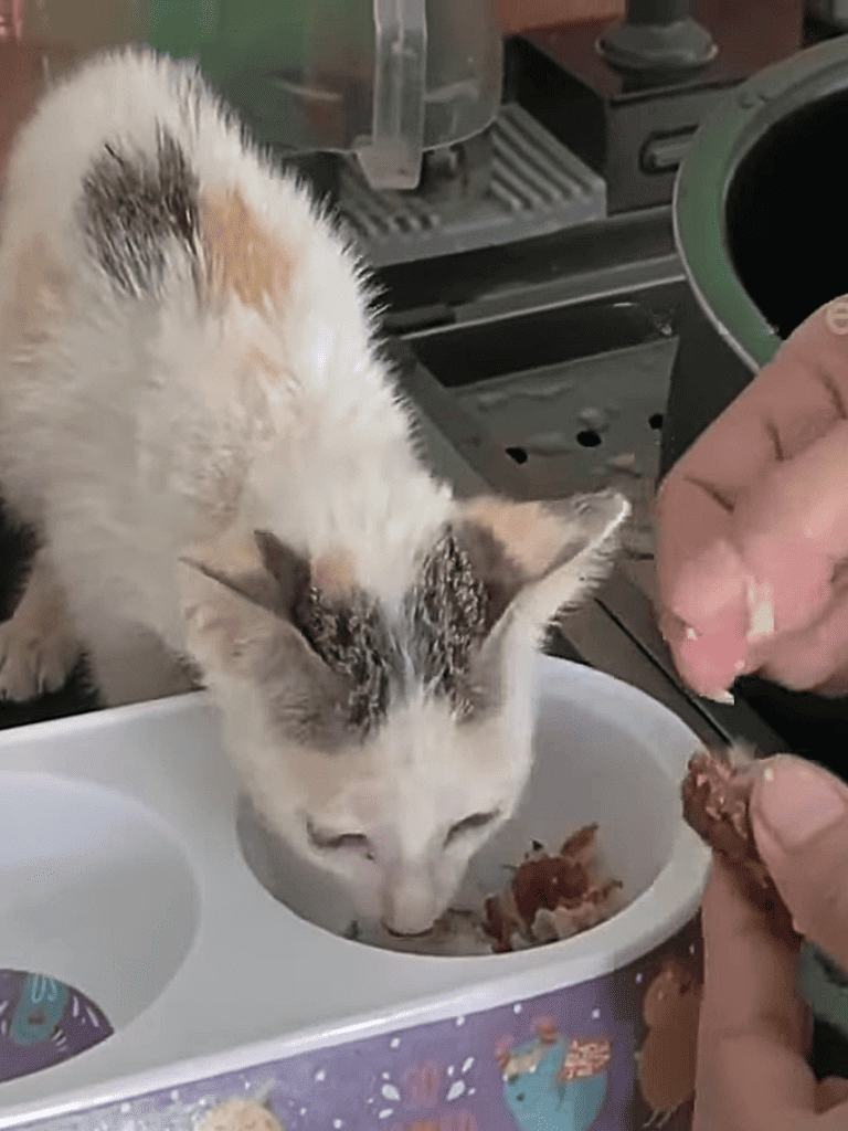 Calm cat eating wet cat food from bowl, owner filling food, cozy home setting.