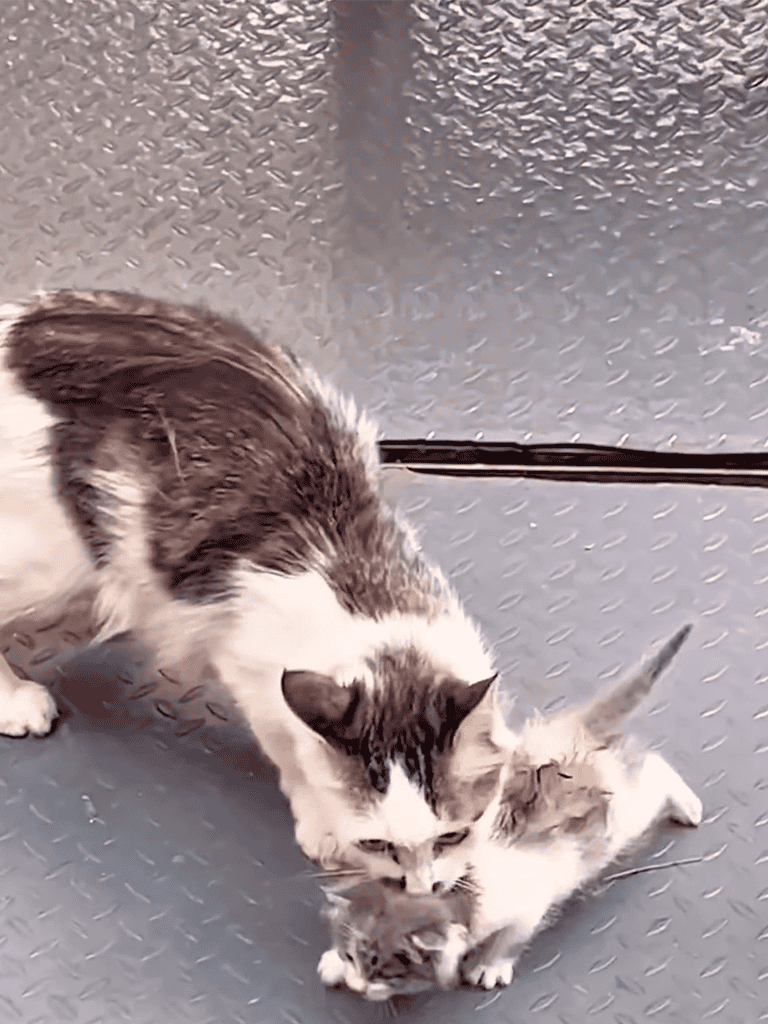 Adorable adult cat with tiny kitten on textured gray floor.