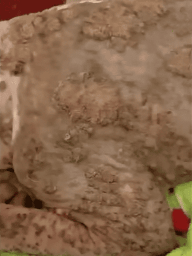 Mud dog roof repair for dogs, durable and safe solution.