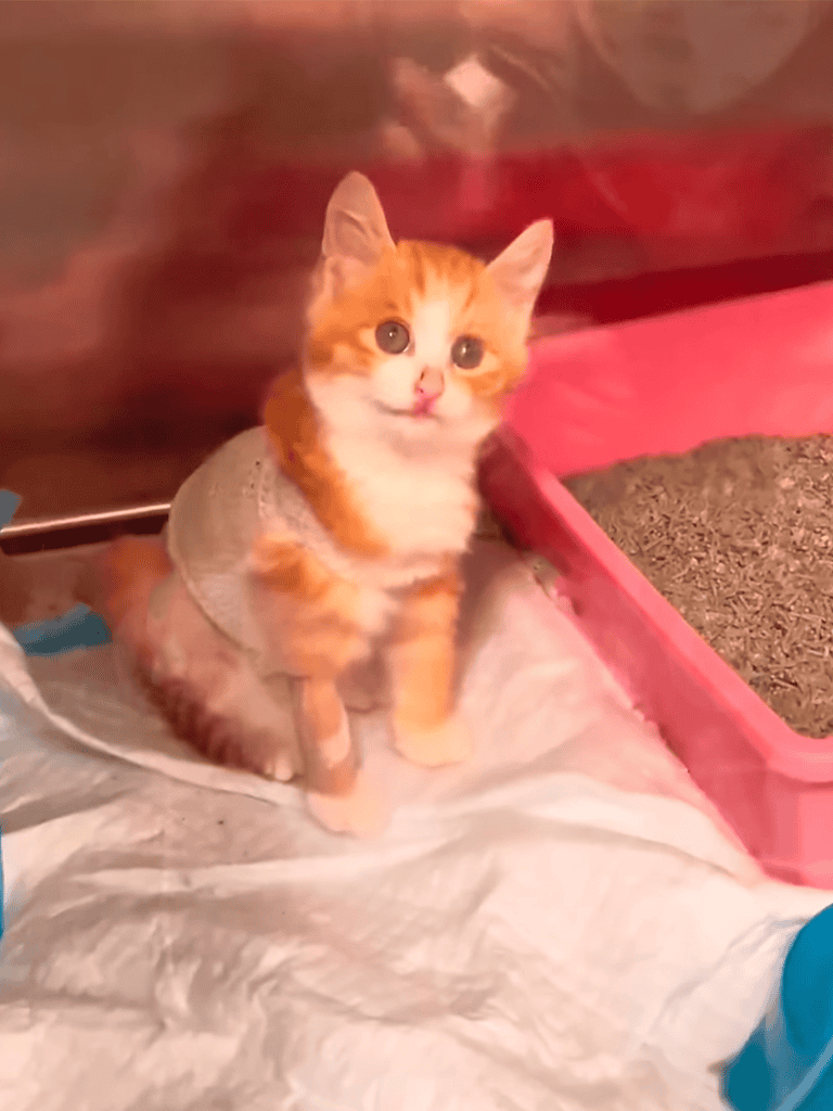 Adorable orange kitten with bright eyes sitting near a pink cat litter box, showcasing pet care and grooming services.