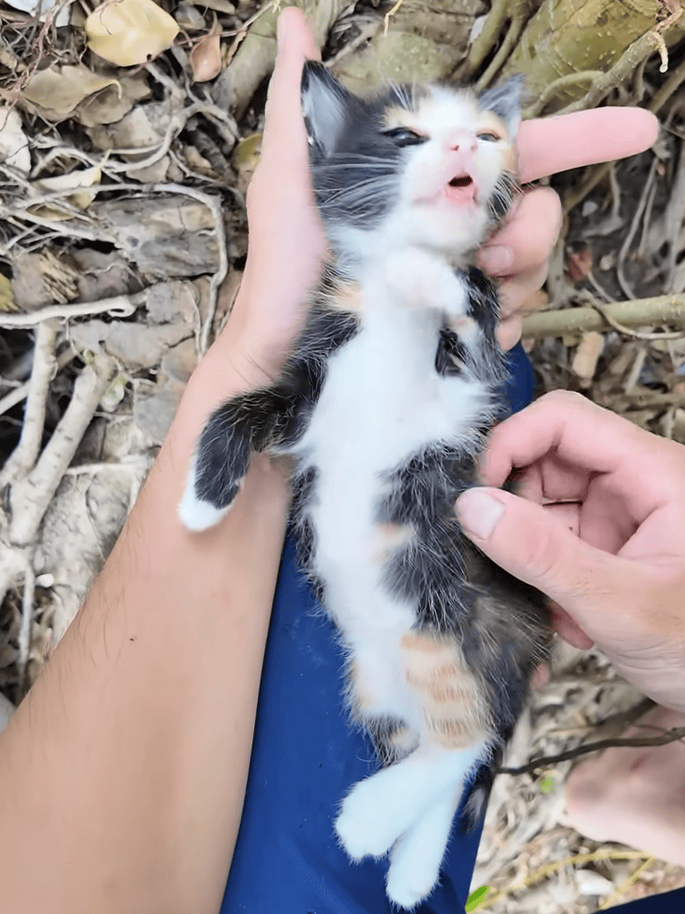 Kitten held gently by hands in natural environment.