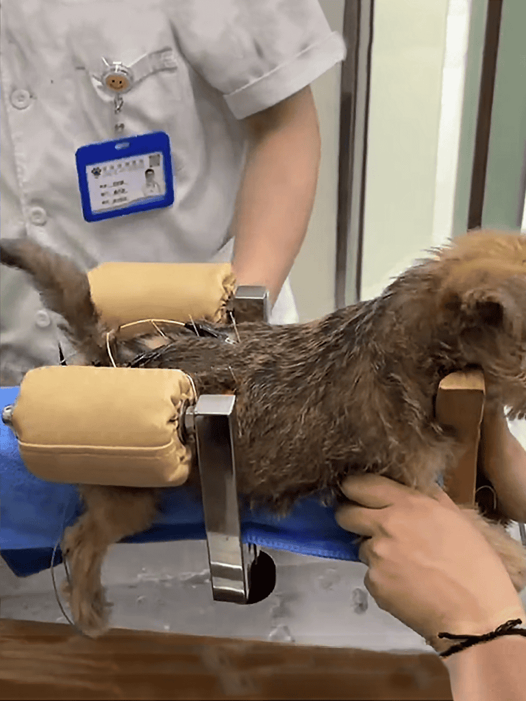 Dog being treated with veterinary robotic therapy equipment.