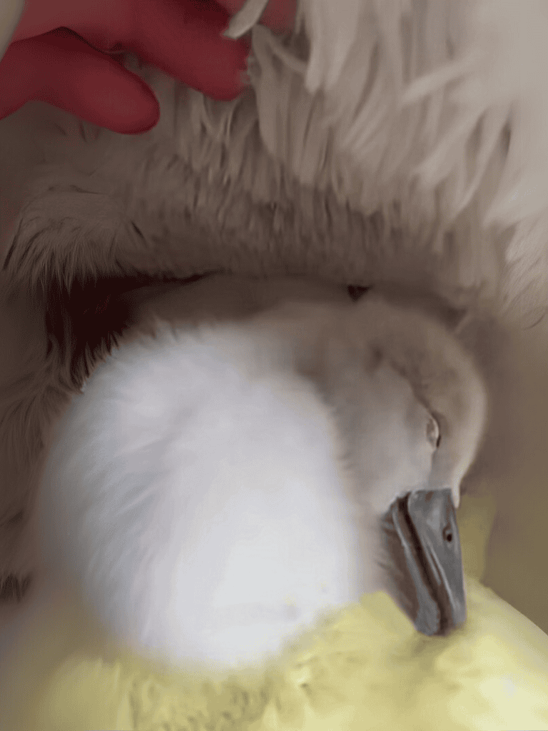 Close-up of a baby swan resting, showing soft feather details and serene expression.
