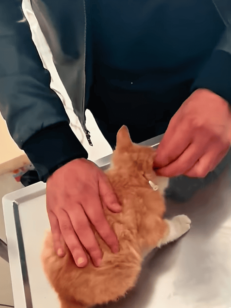 Friendly veterinarian examining an orange kitten at the veterinary clinic for health checkup.