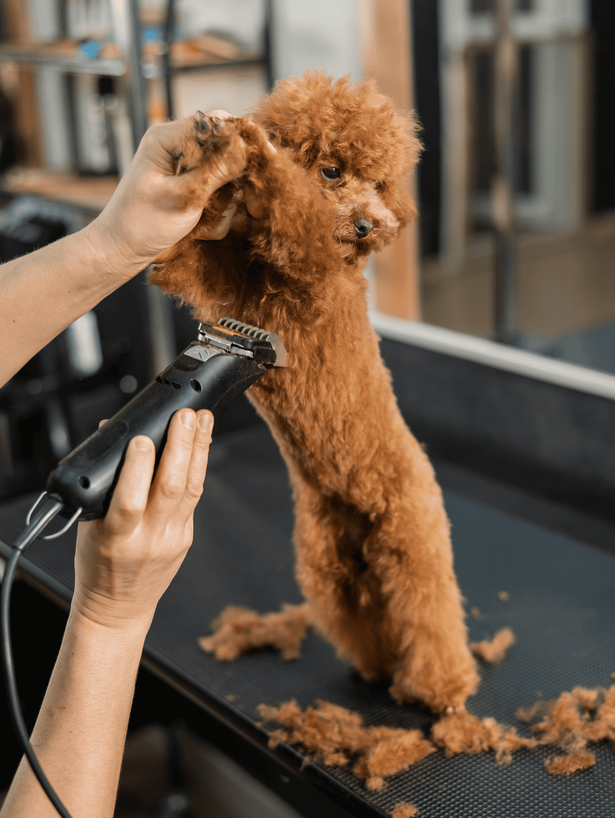 Poodle getting grooming at a professional pet grooming salon.