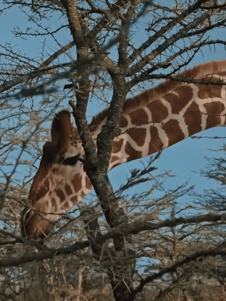Giraffe reaching for leaves in a tree, showcasing its long neck and natural habitat.