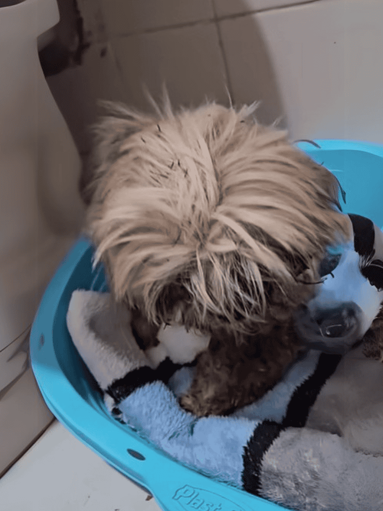 Adorable Shih Tzu puppy lying comfortably in a blue pet bed, perfect for small dog comfort and relaxation.
