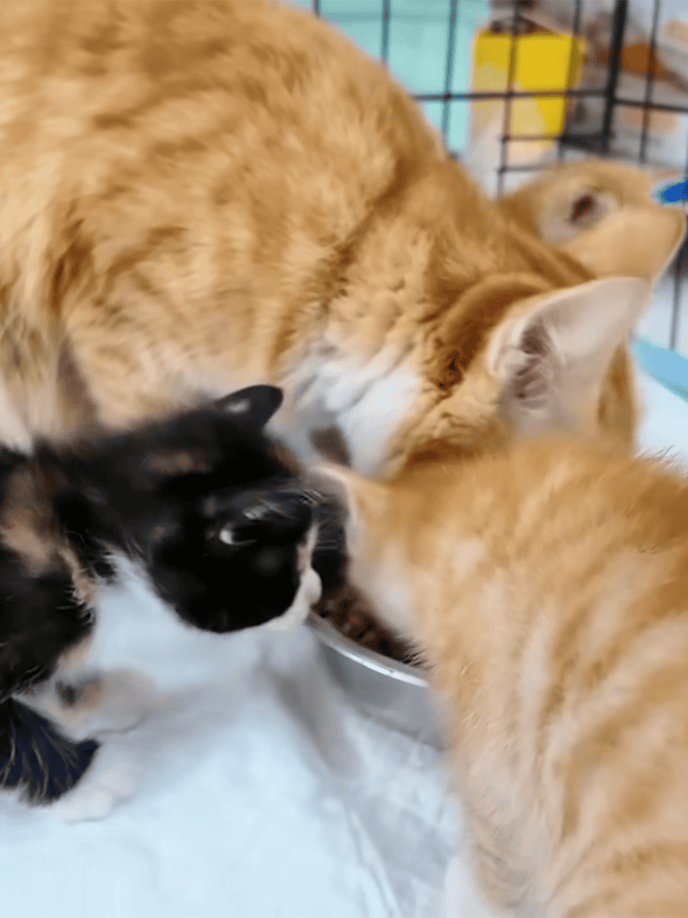 Adorable kittens feeding together, showcasing pet care and kitten nutrition services.
