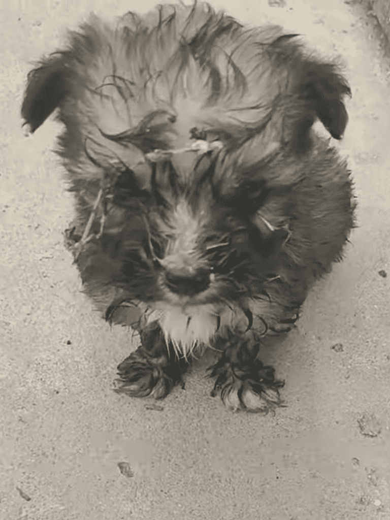 Playful wet dog with floppy ears sitting outdoors on sandy ground.