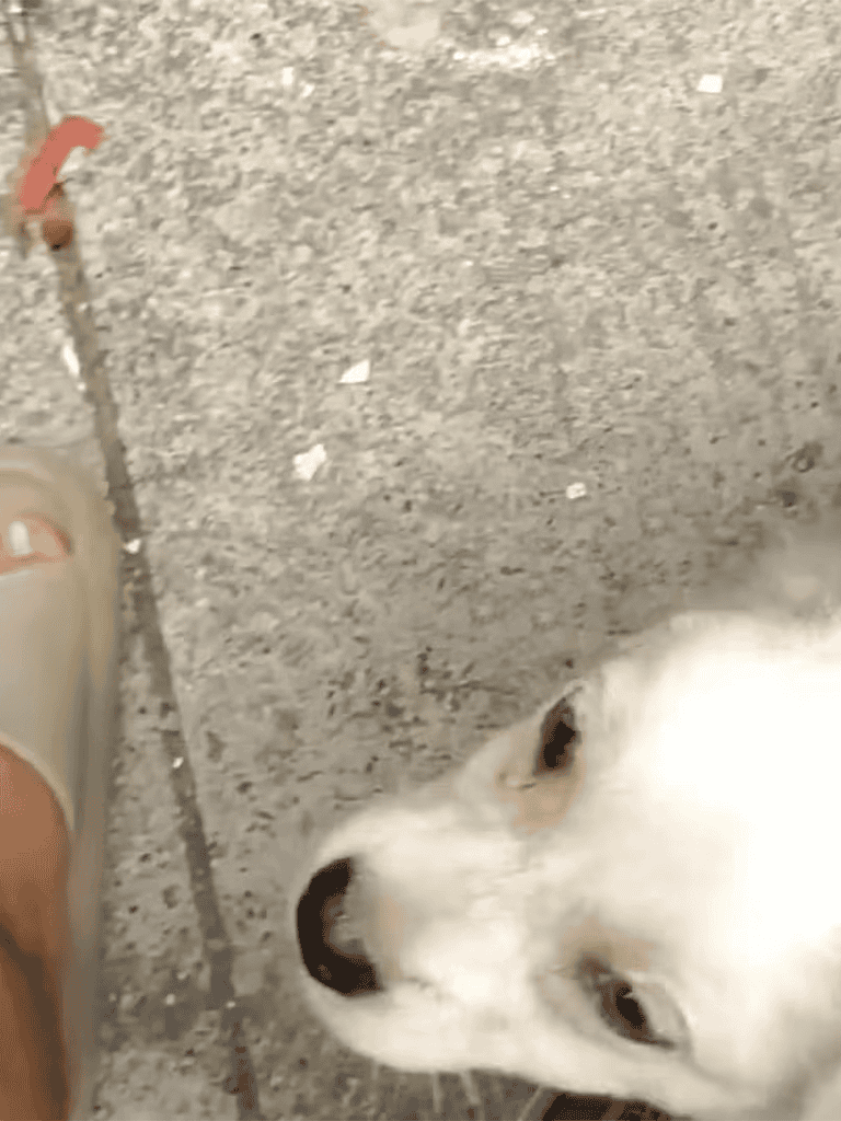 Adorable puppy resting on pavement, a cute pet dog expressing curiosity.