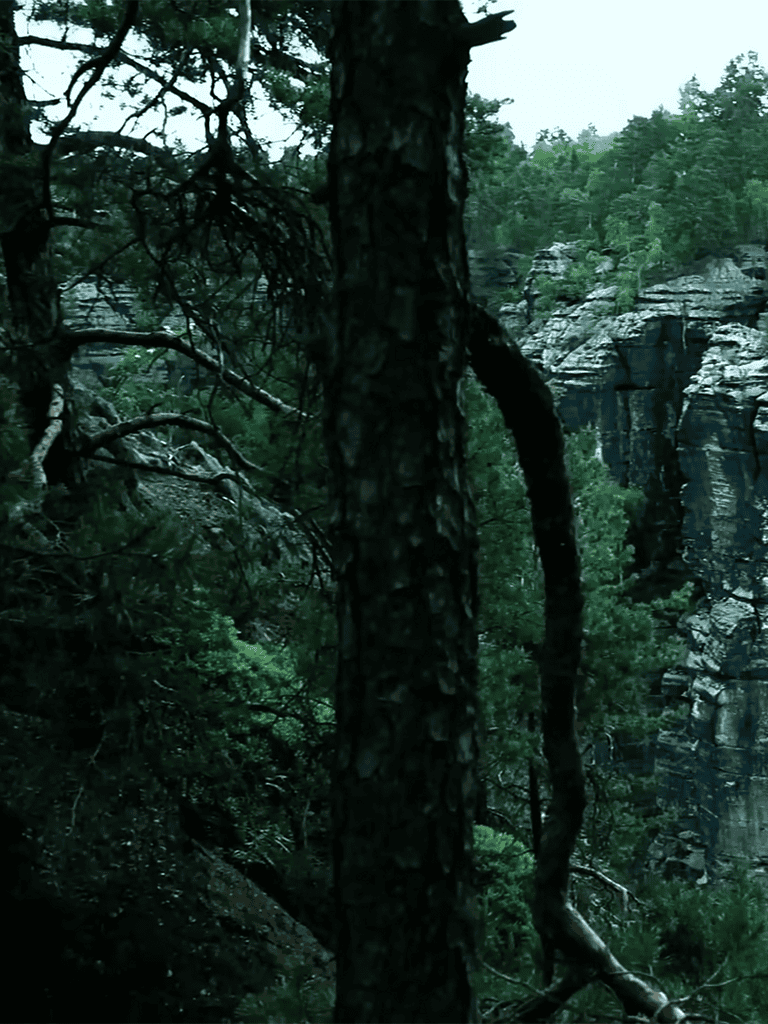 Tree in dense forest with rocky cliffs background.