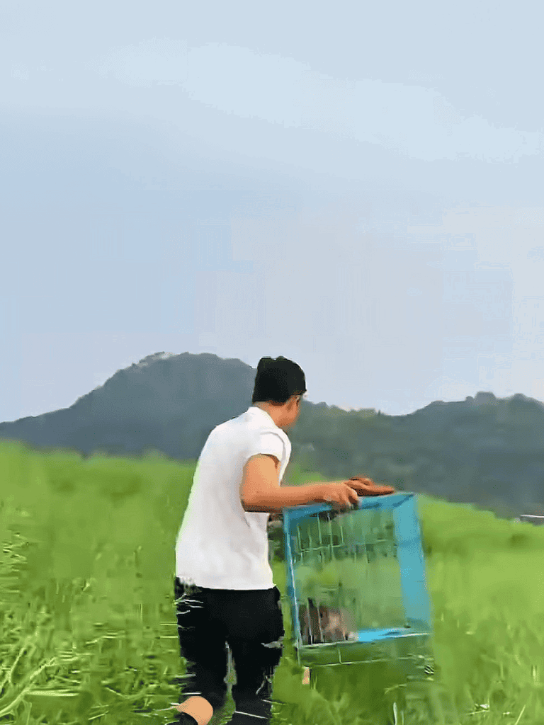 Careful dog rescue from enclosure outdoors.