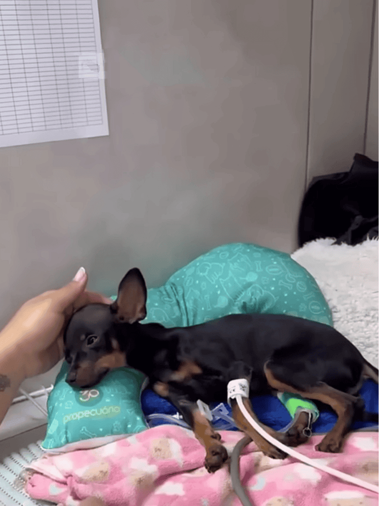 Dog patient in hospital with IV therapy, resting on pillow with gentle human touch.