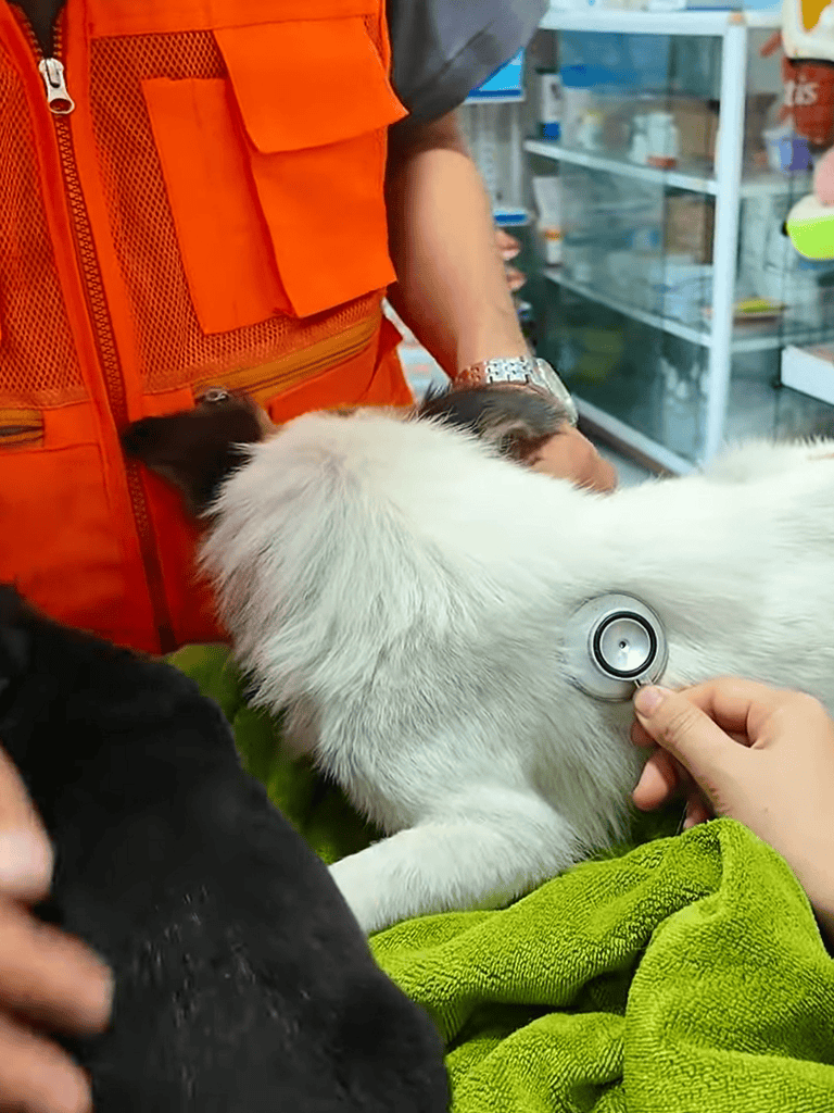Dog stethoscope exam during check-up.