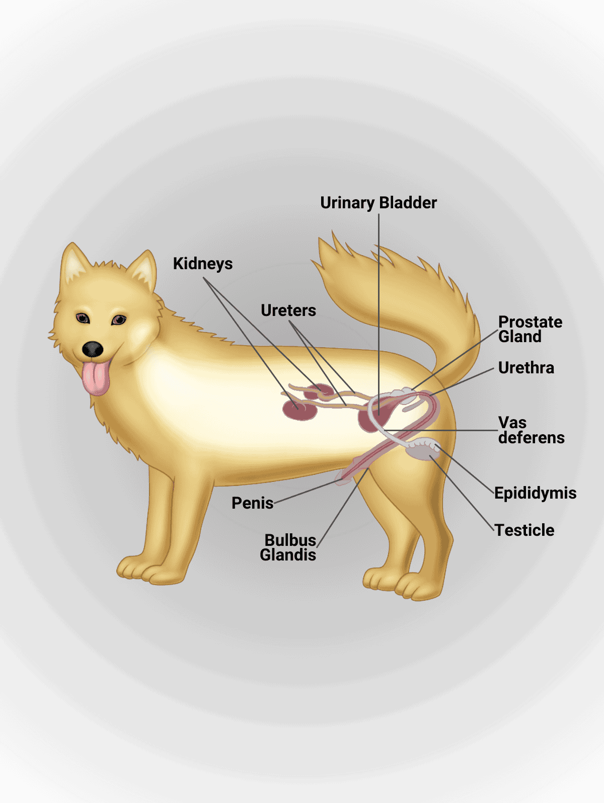 Detailed illustration of canine urinary and reproductive organs, labeled for veterinary and pet care purposes.