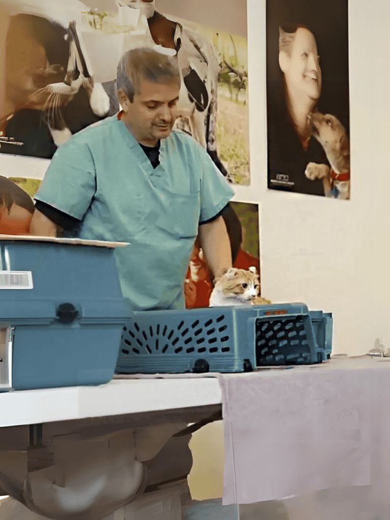 Vet with cat in carrier, pet health check or treatment, veterinary clinic or animal care setting.