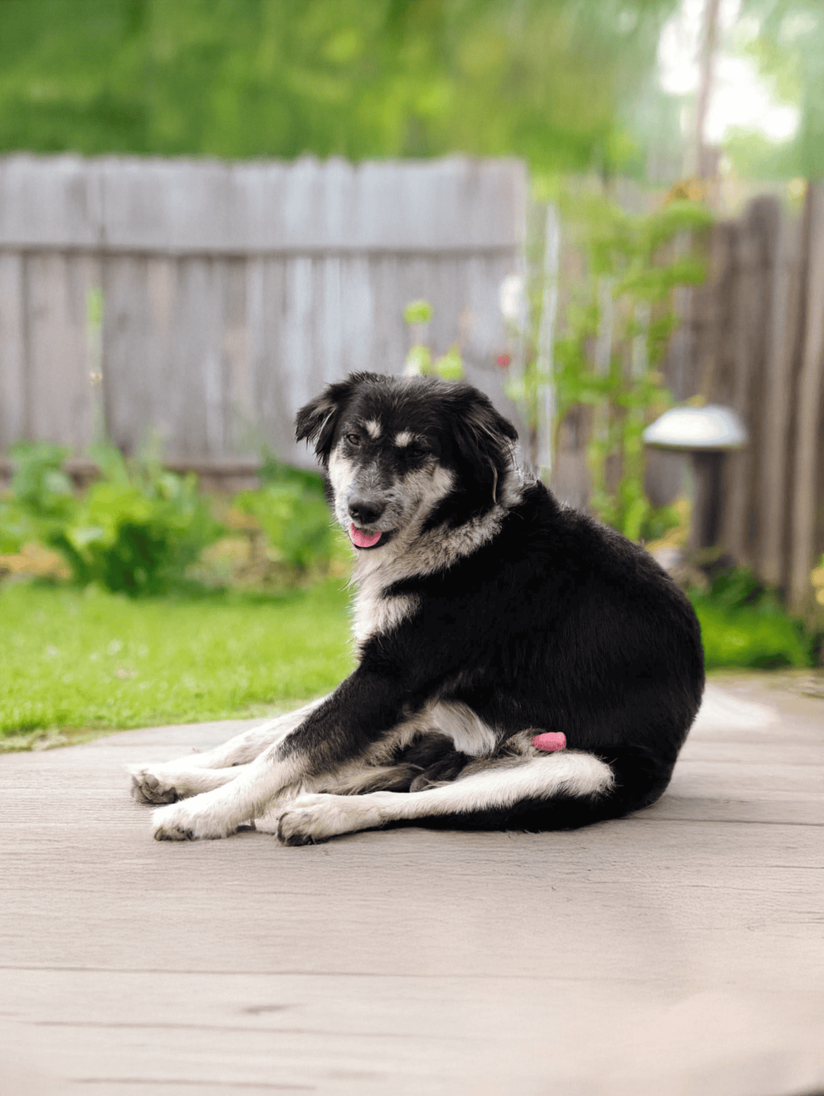 Adorable black and white Border Collie puppy sitting on wooden porch with lush green garden background.
